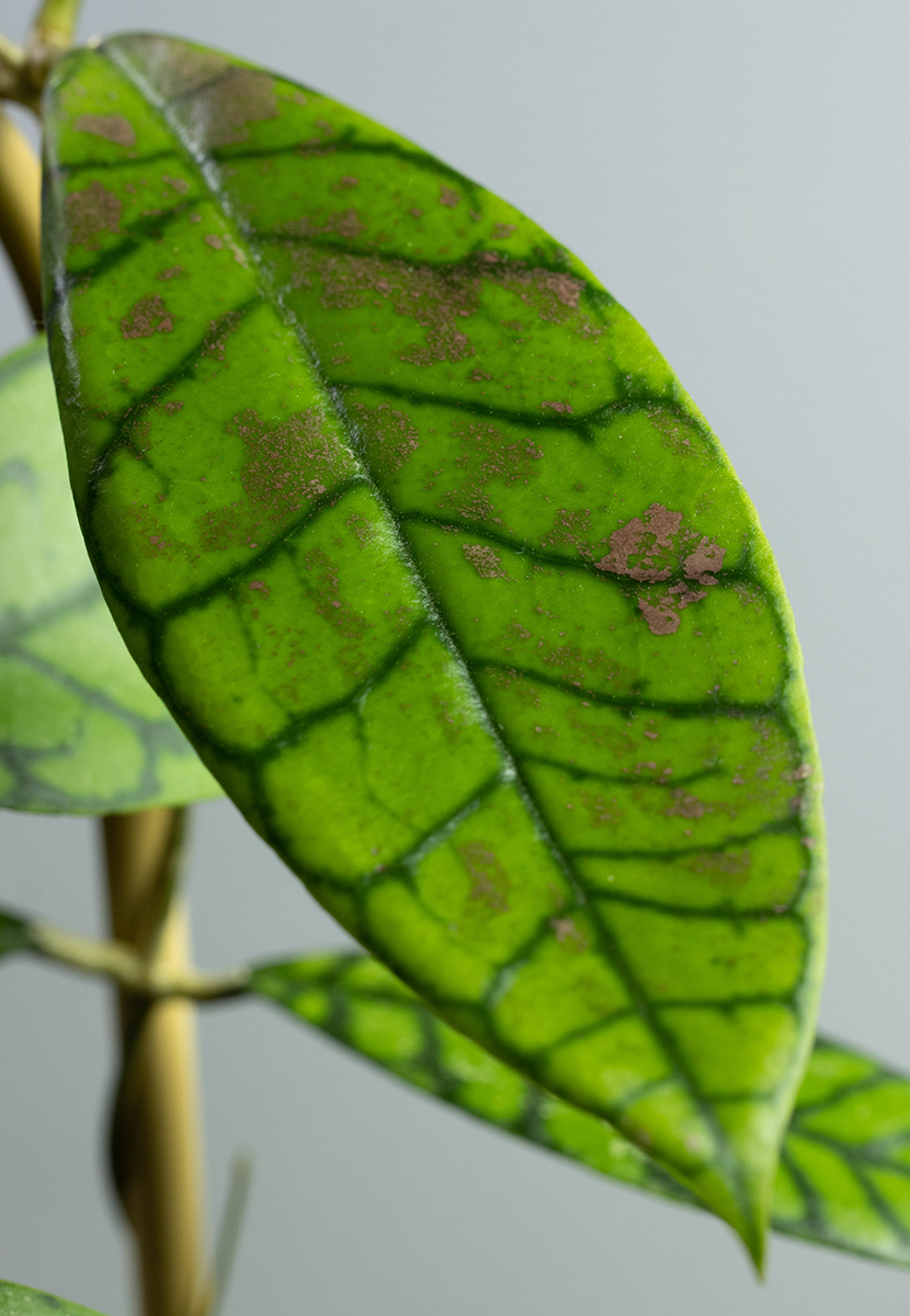 Hoya callistophylla