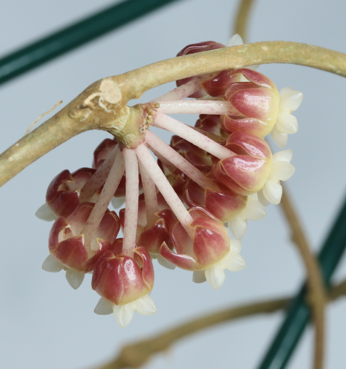 Hoya callistophylla (Hot Springs)