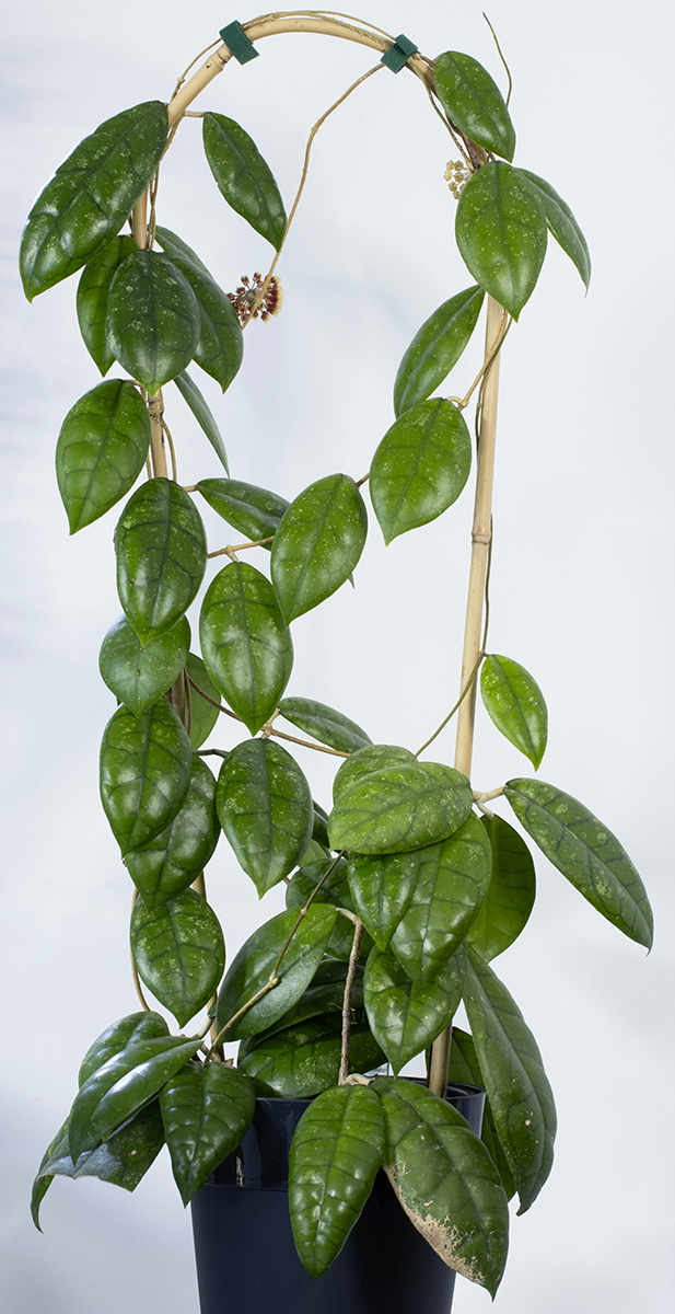 hoya sp. aff. callistophylla (Kalsel)