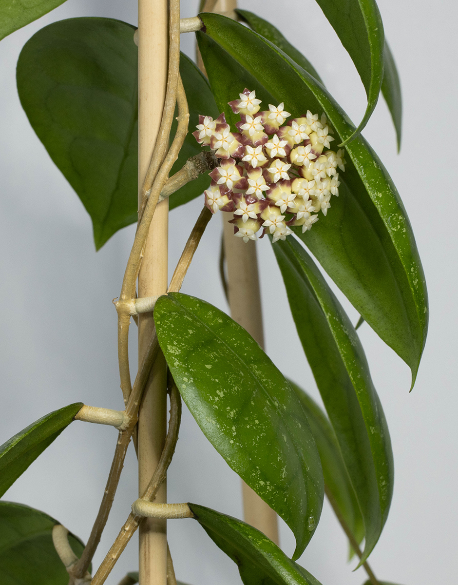 hoya sp. aff. callistophylla (Kalsel)