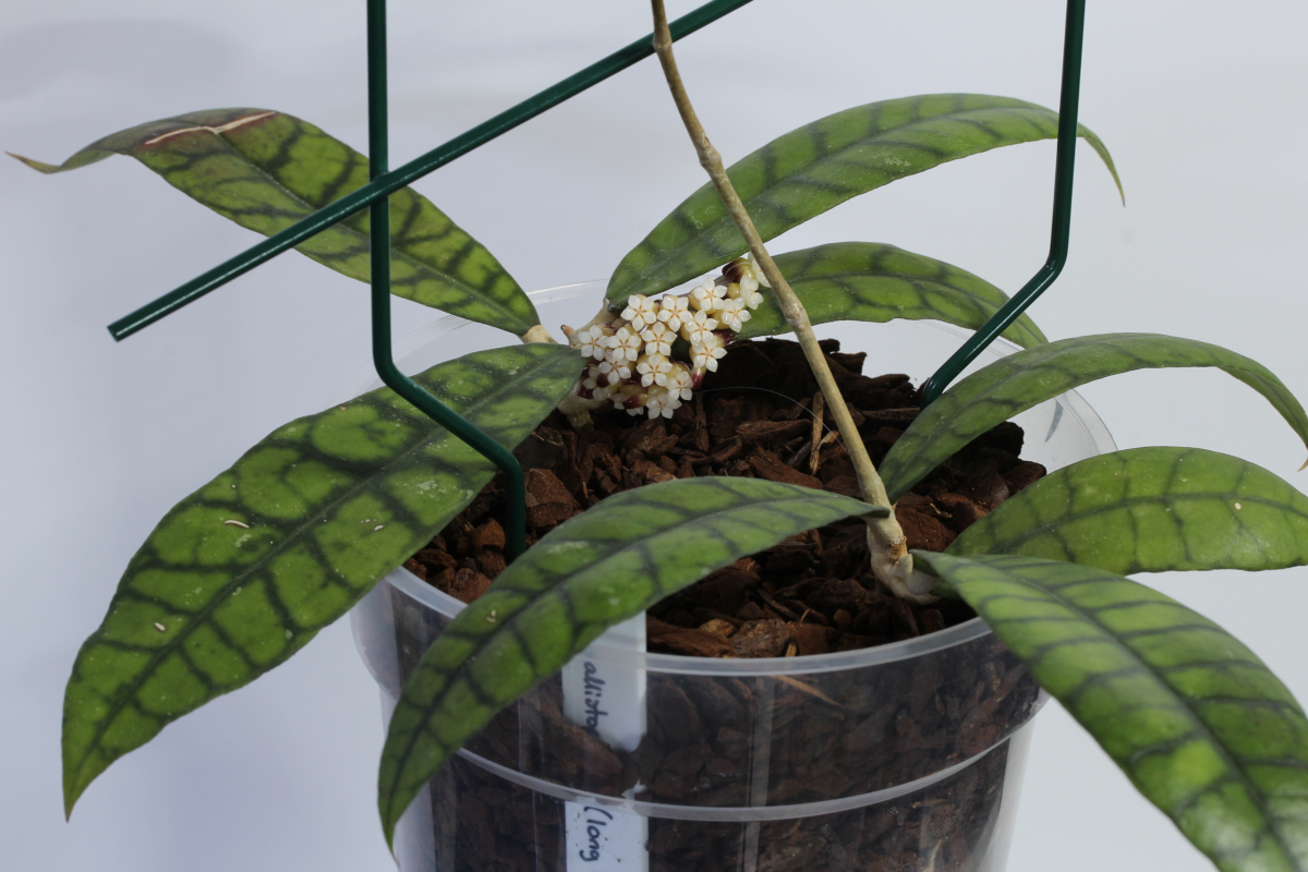 Hoya callistophylla (Long Leaves)