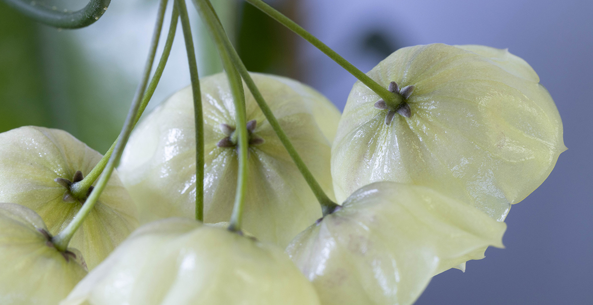 Hoya campanulata