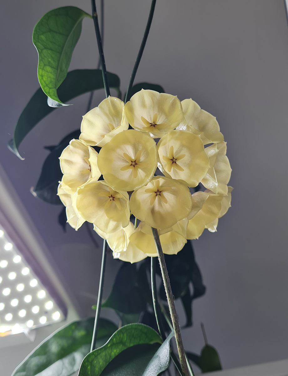 Hoya campanulata