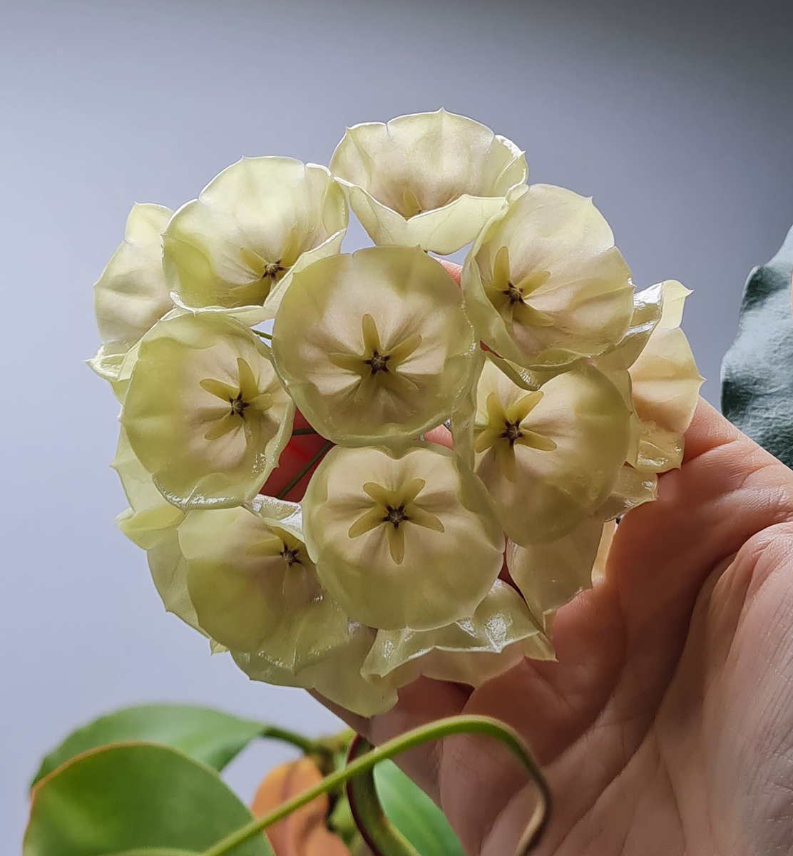 Hoya campanulata