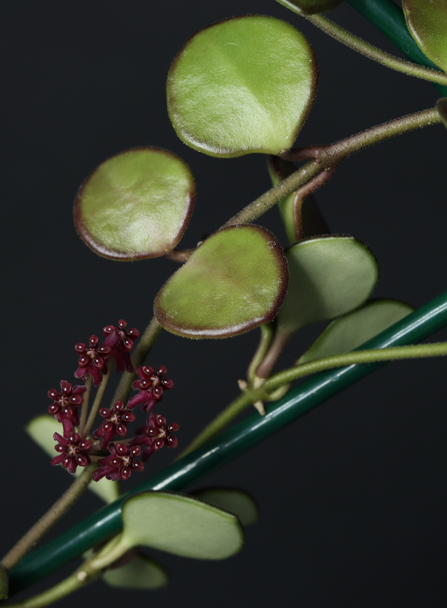 Hoya carmelae