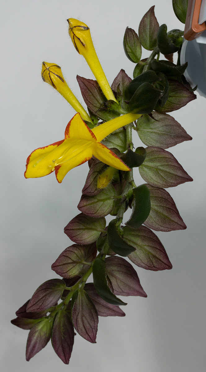 Columnea 'Carnival'