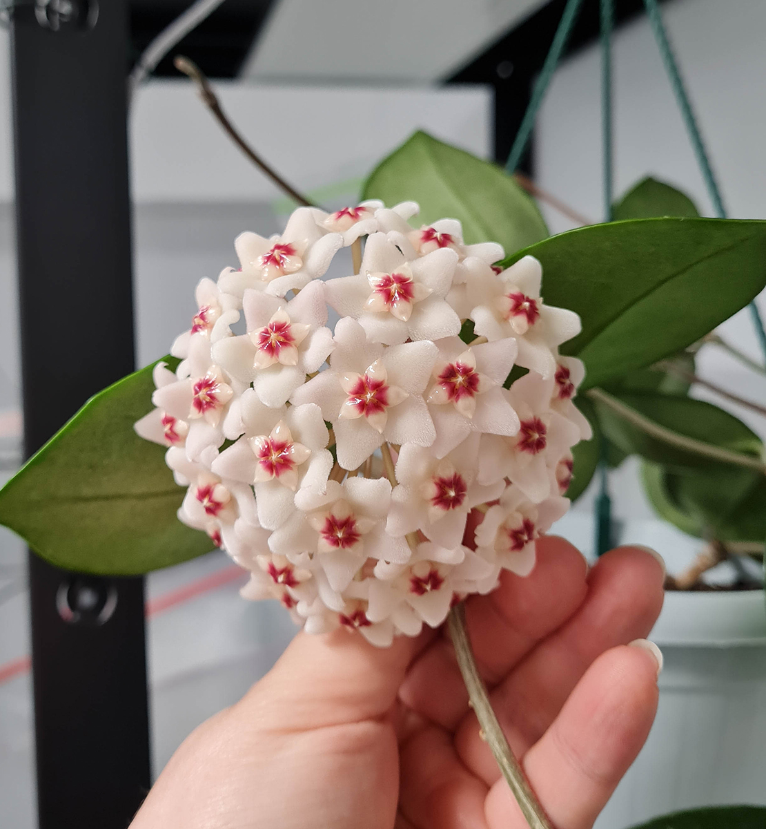 Hoya carnosa EPC-893