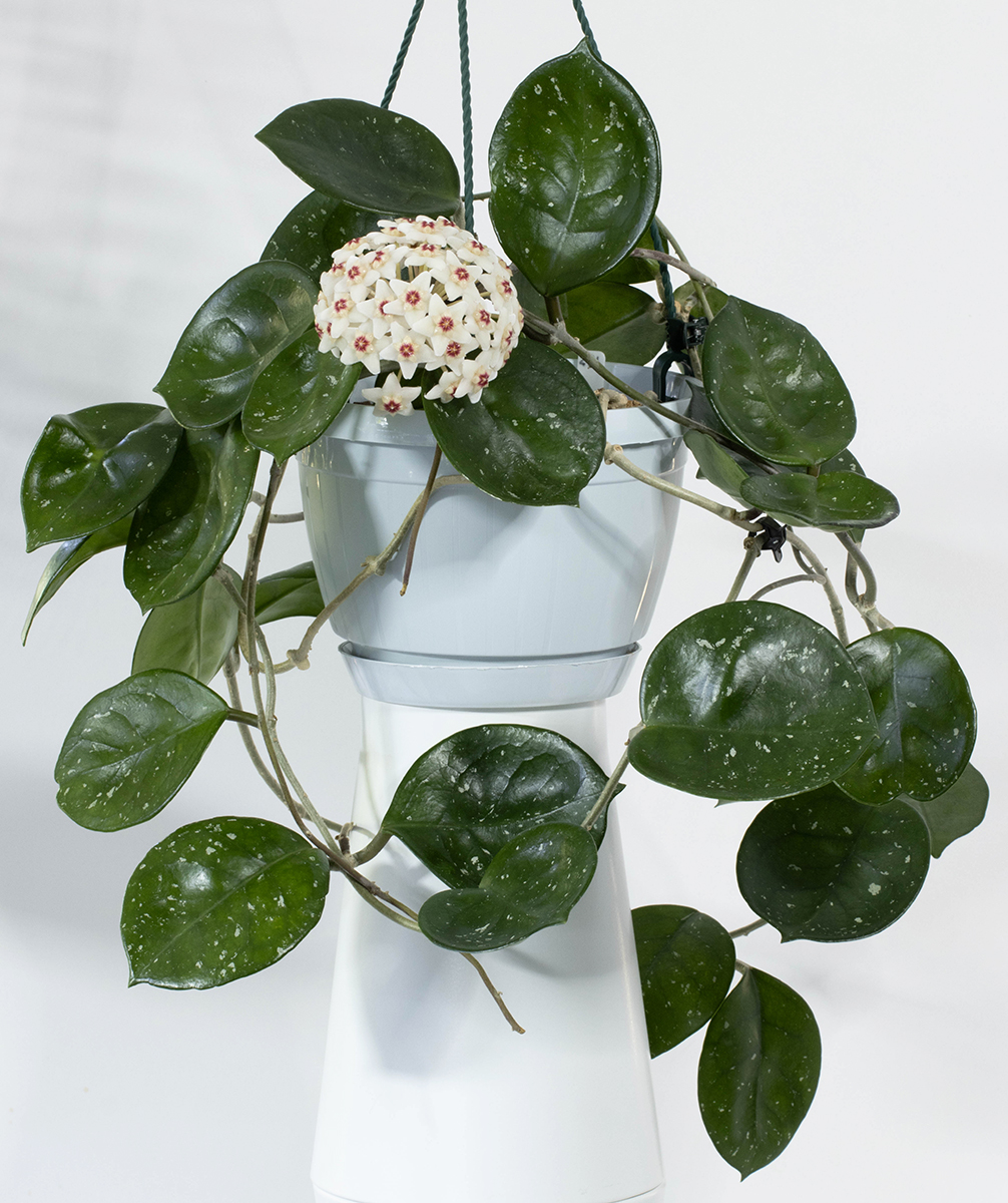 Hoya carnosa EPC-893