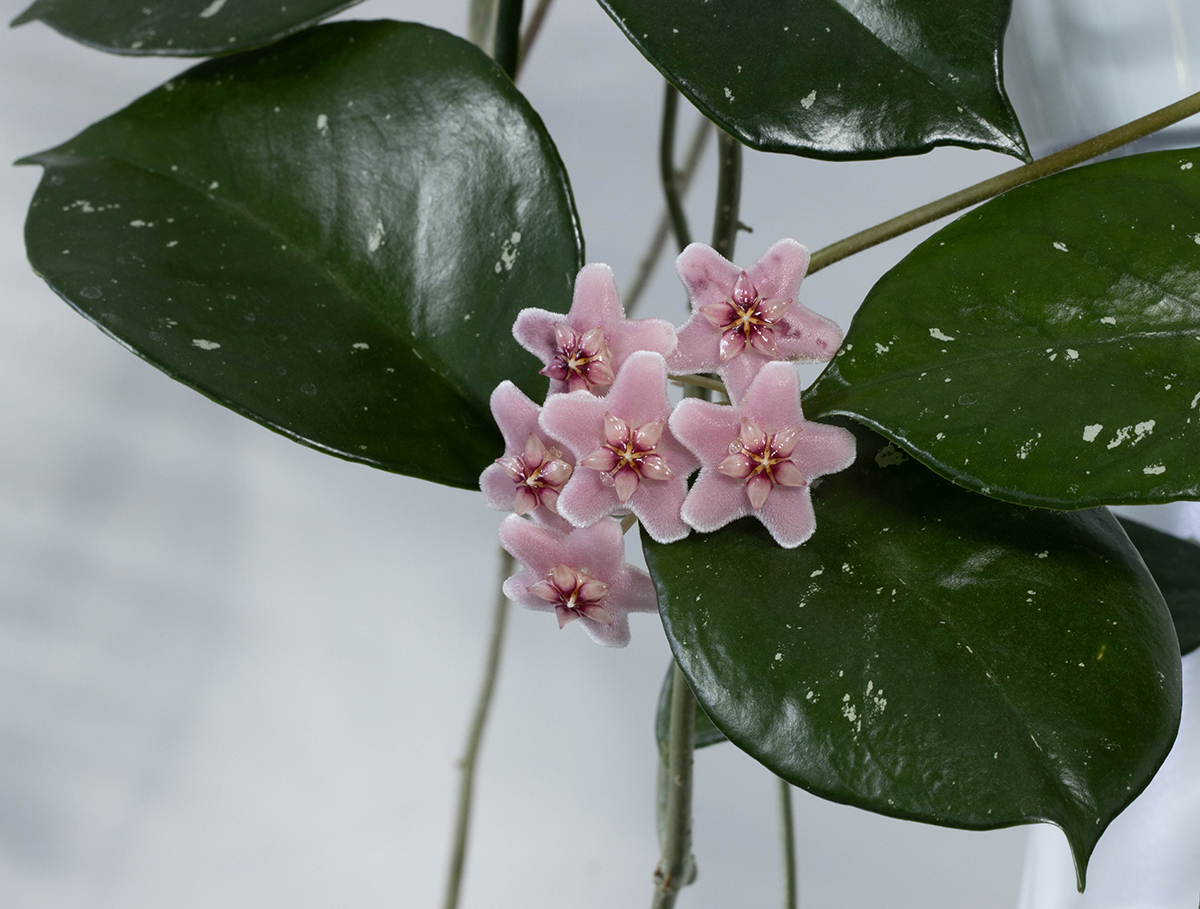 Pantyhosedagi etuk jinsiy aloqa