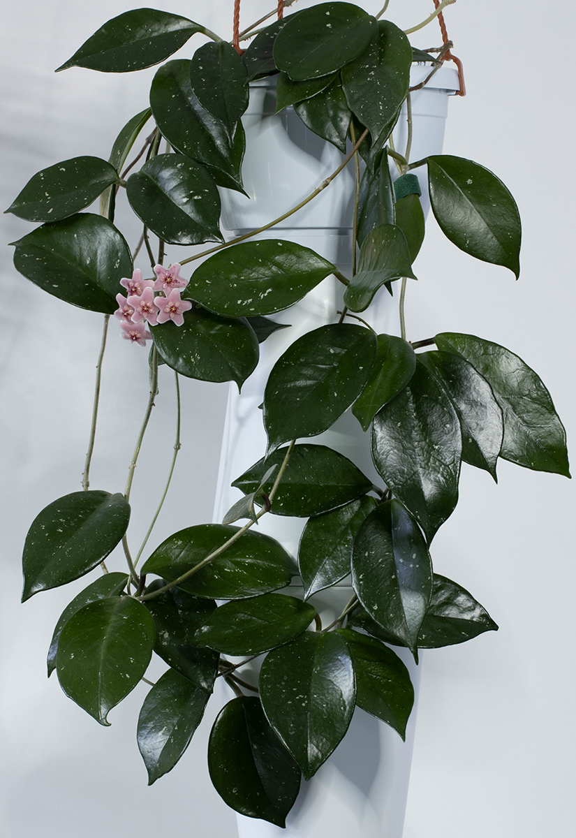 Vinni Puxning porno dublyaji