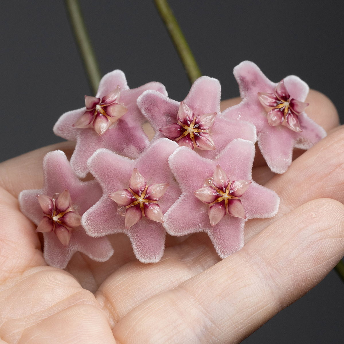 Rus ayol hukmronligi porno