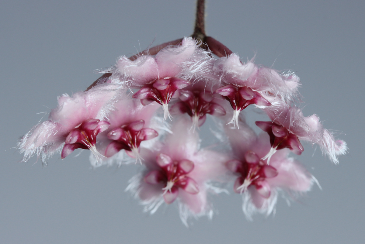 Hoya sp. aff. caudata