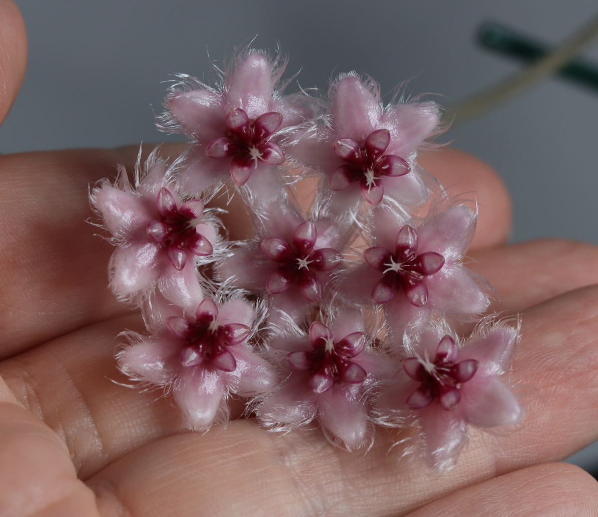 Hoya sp. aff. caudata