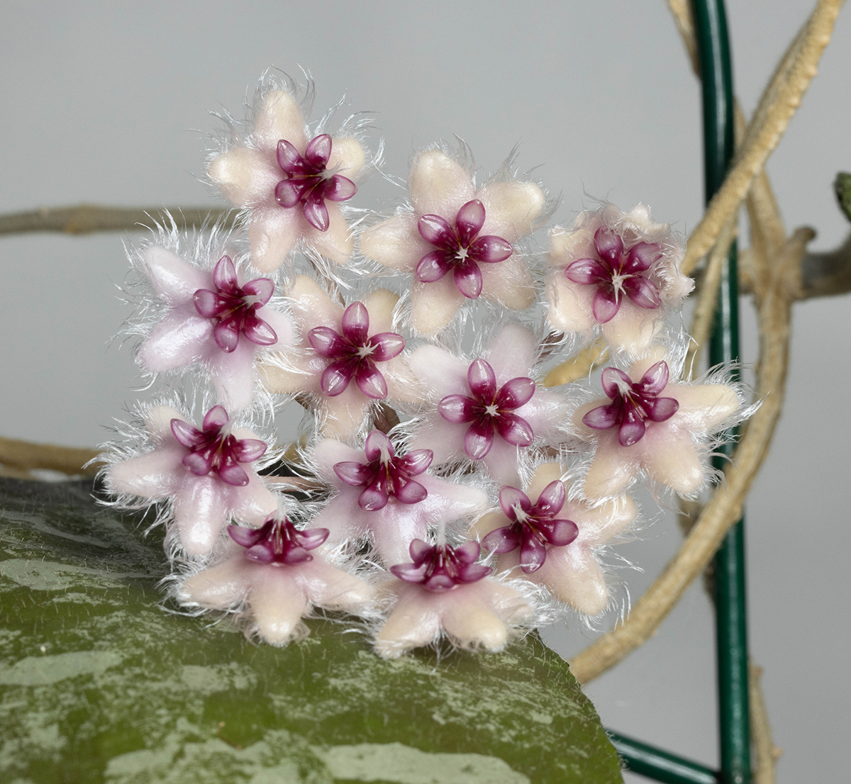 Hoya caudata