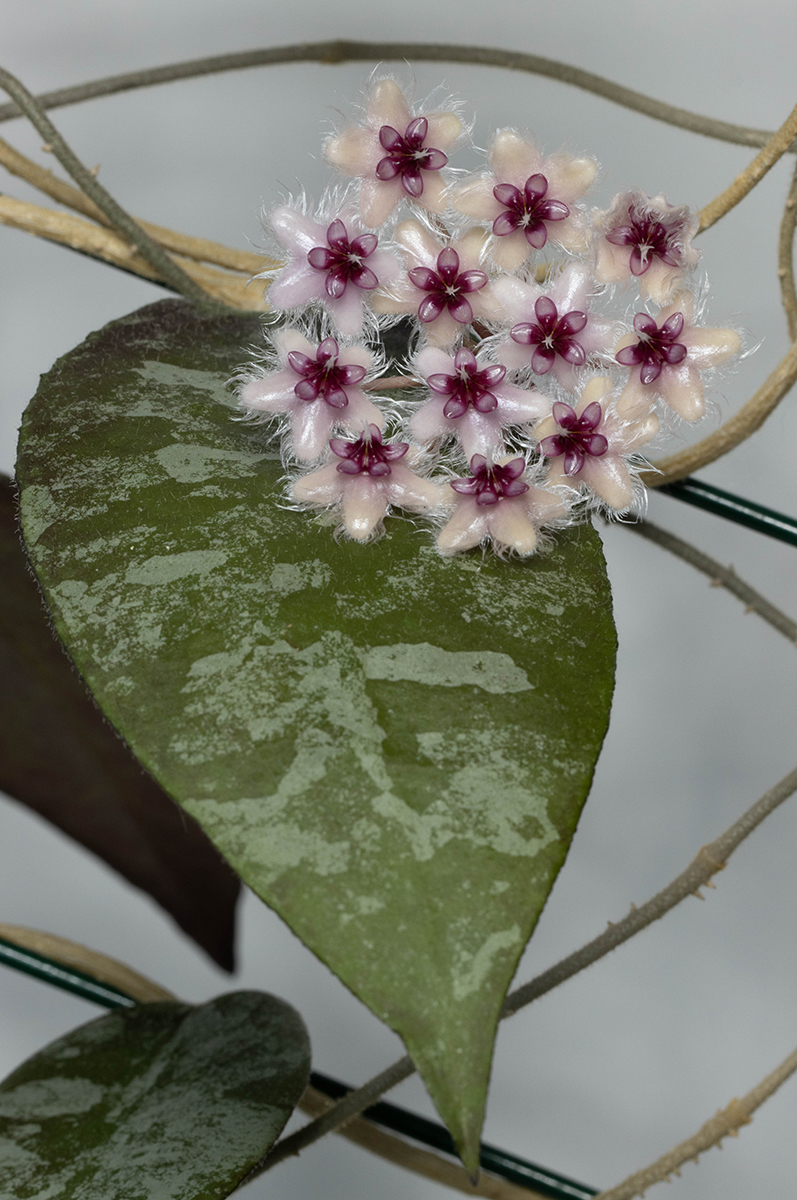 Hoya caudata