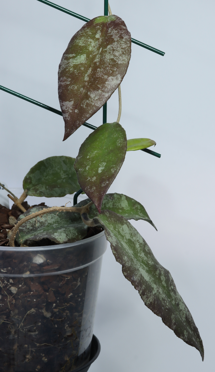 Hoya sp. aff. caudata