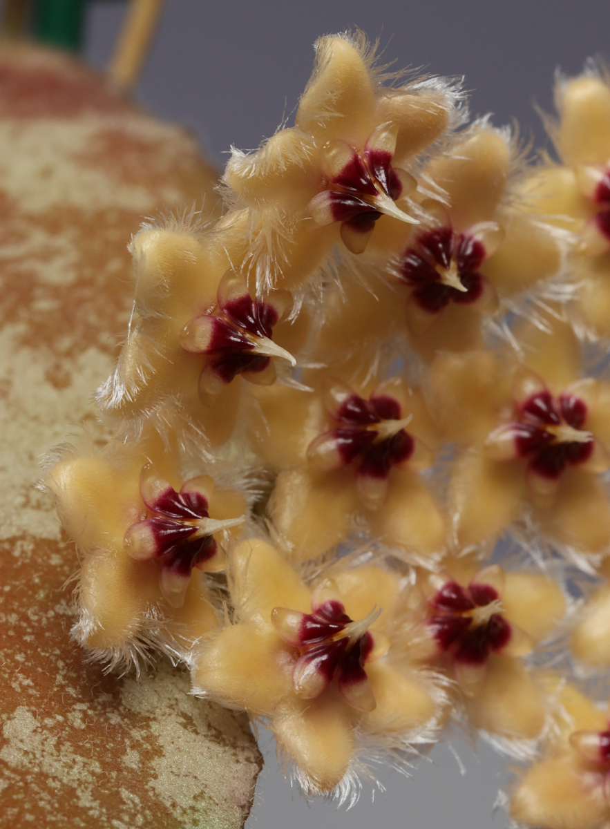 Hoya caudata (yellow)