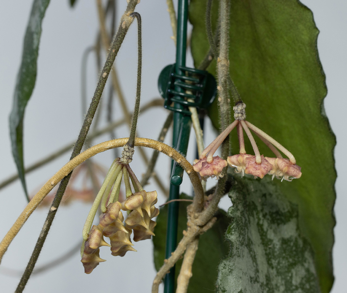 Hoya caudata (yellow)