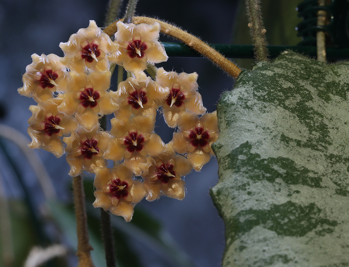 Hoya caudata (yellow)