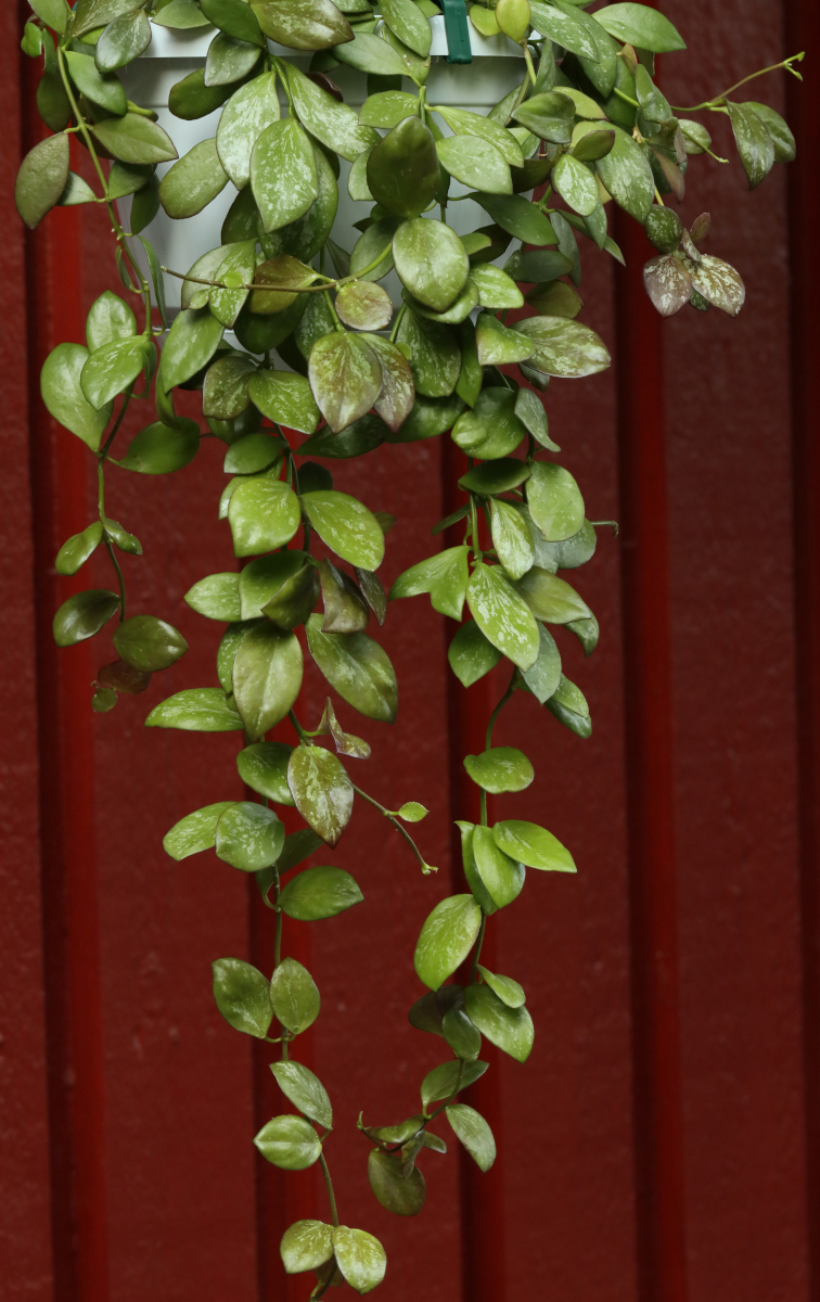 Hoya collina (IR26)