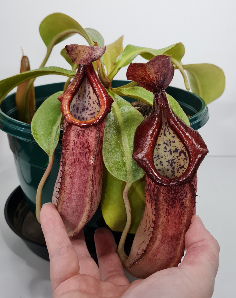 Nepenthes (copelandii x veitchii)