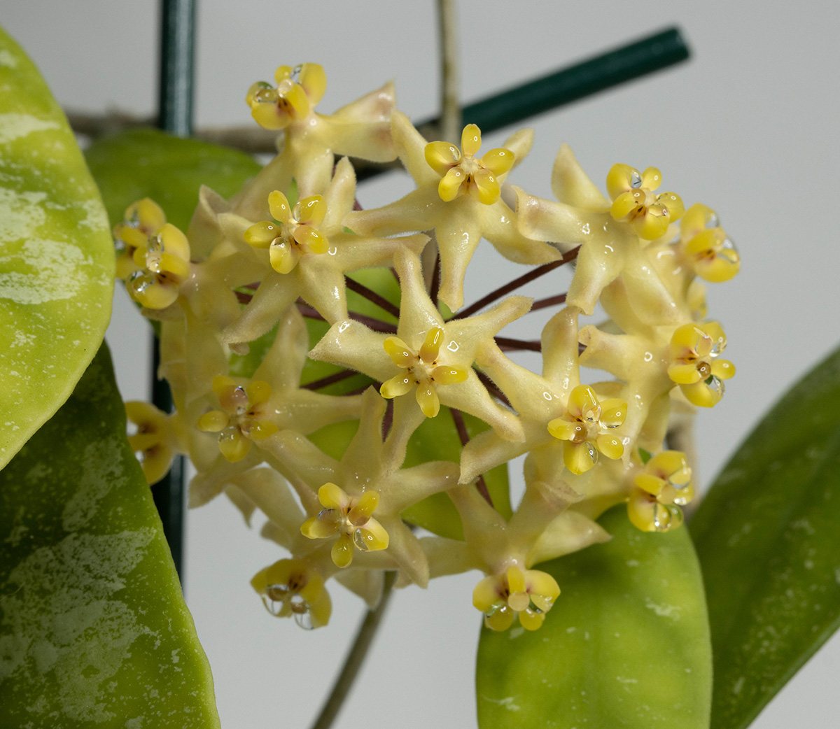 Hoya corneri