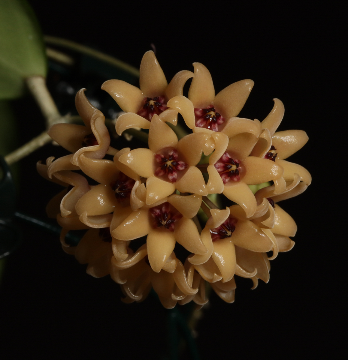 Hoya cutis-porcelana