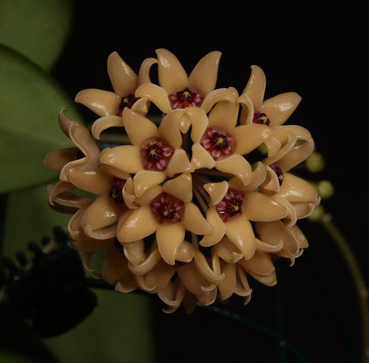 Hoya cutis-porcelana