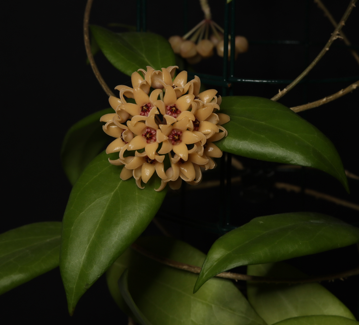 Hoya cutis-porcelana