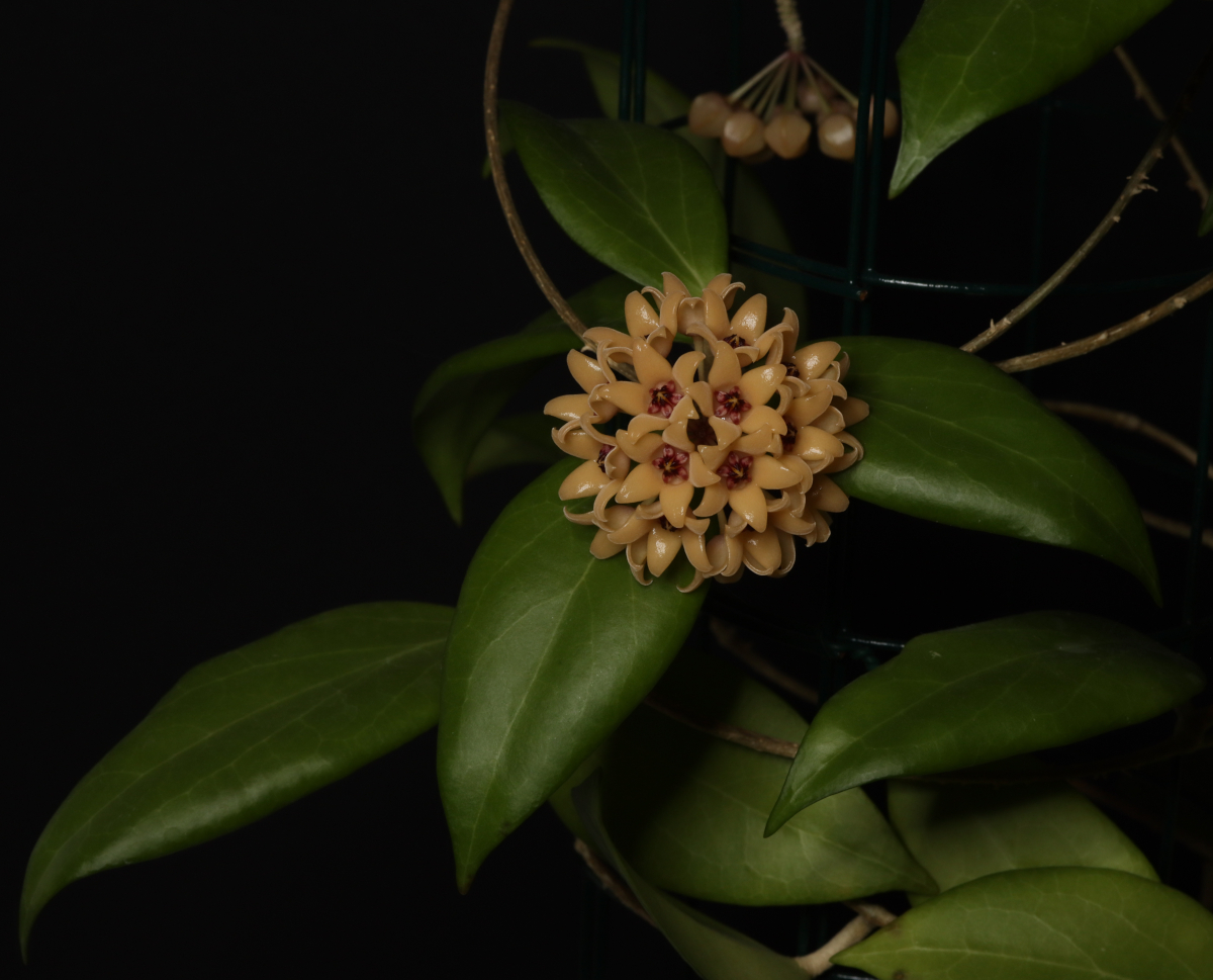 Hoya cutis-porcelana