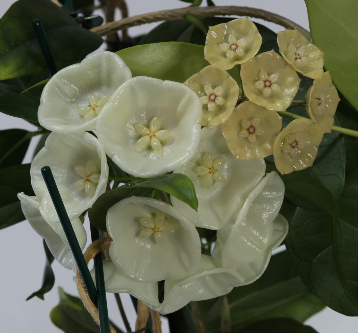 Hoya danumensis