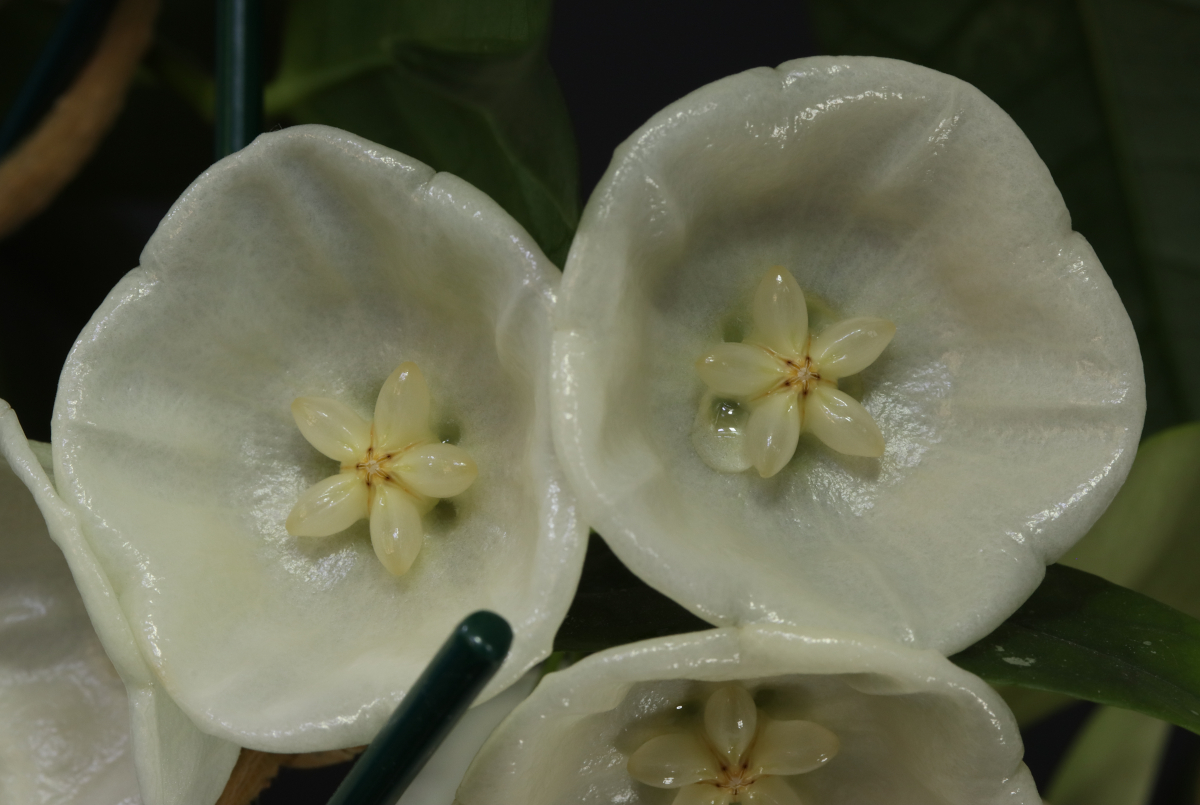 Hoya danumensis ssp. danumensis