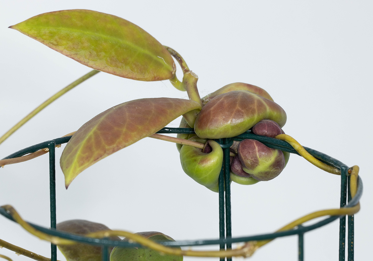 Hoya darwinii