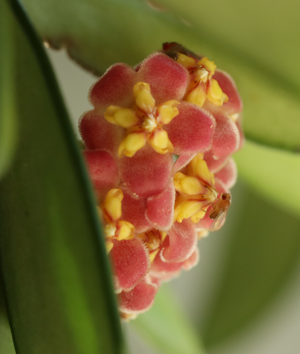 Hoya davidcummingii