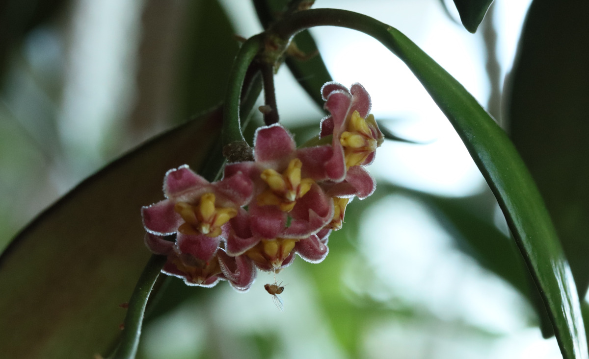 Hoya davidcummingii