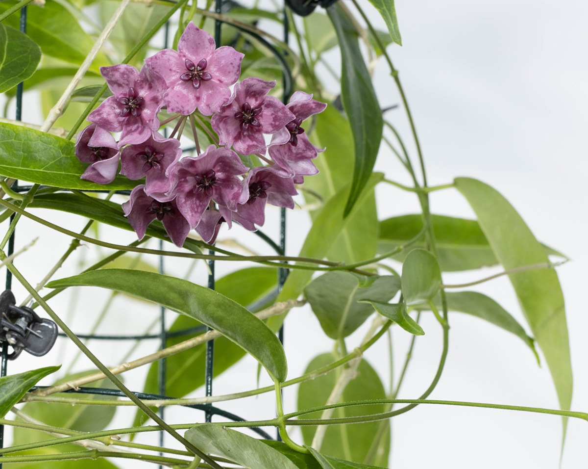 Hoya dennisii