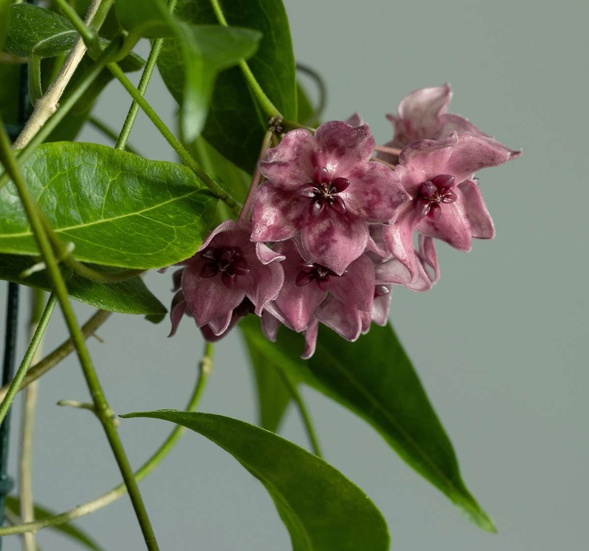 Hoya dennisii