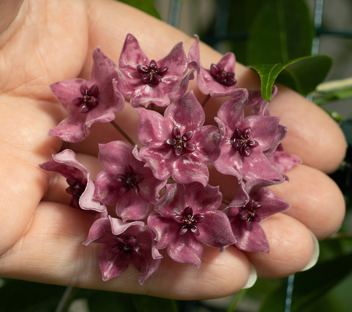 Hoya dennisii