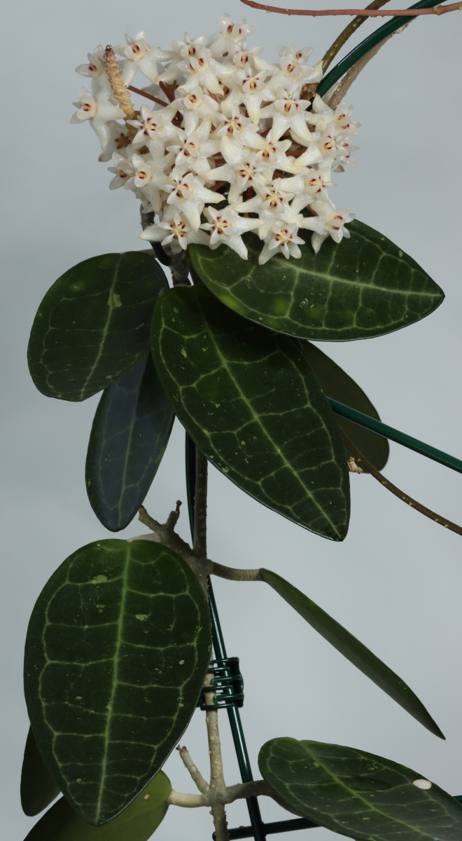 Hoya elliptica