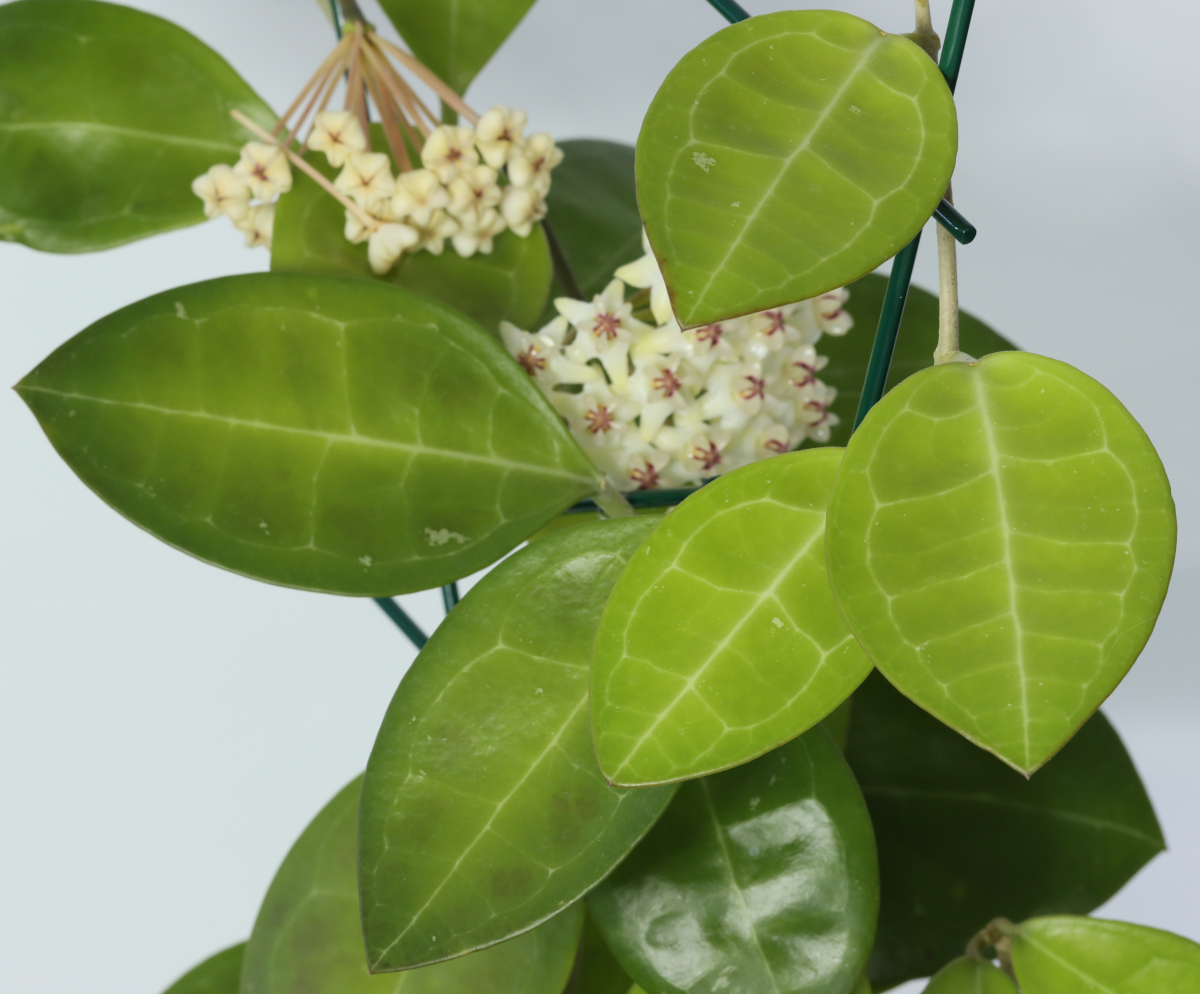 Hoya sp. aff. elliptica