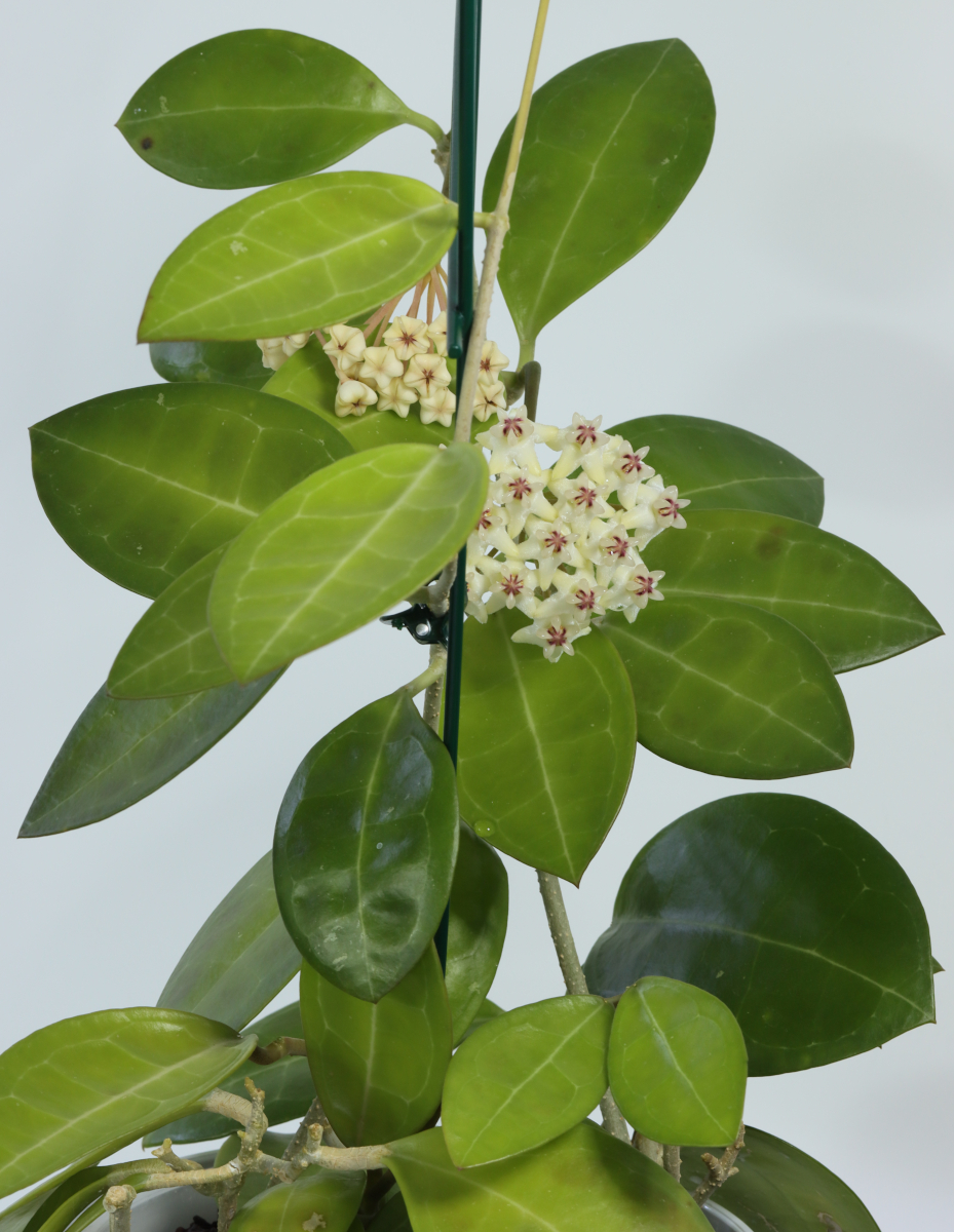 Hoya sp. aff. elliptica