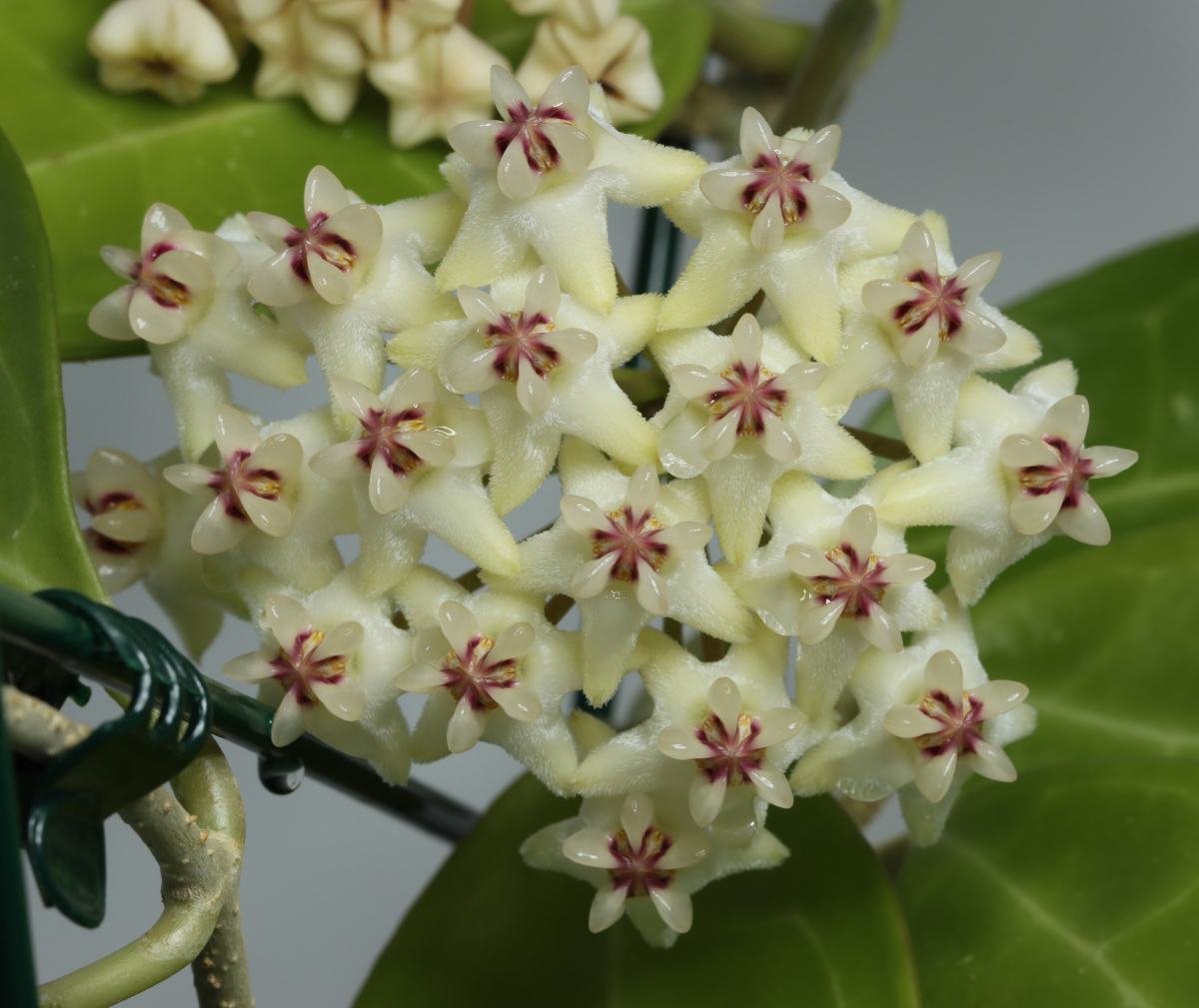 Hoya sp. aff. elliptica