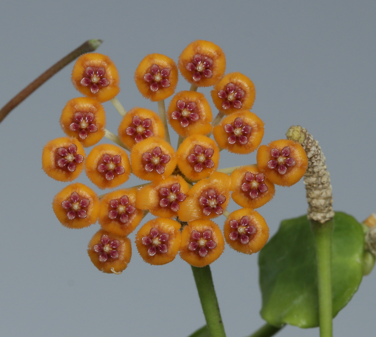 Hoya endauensis