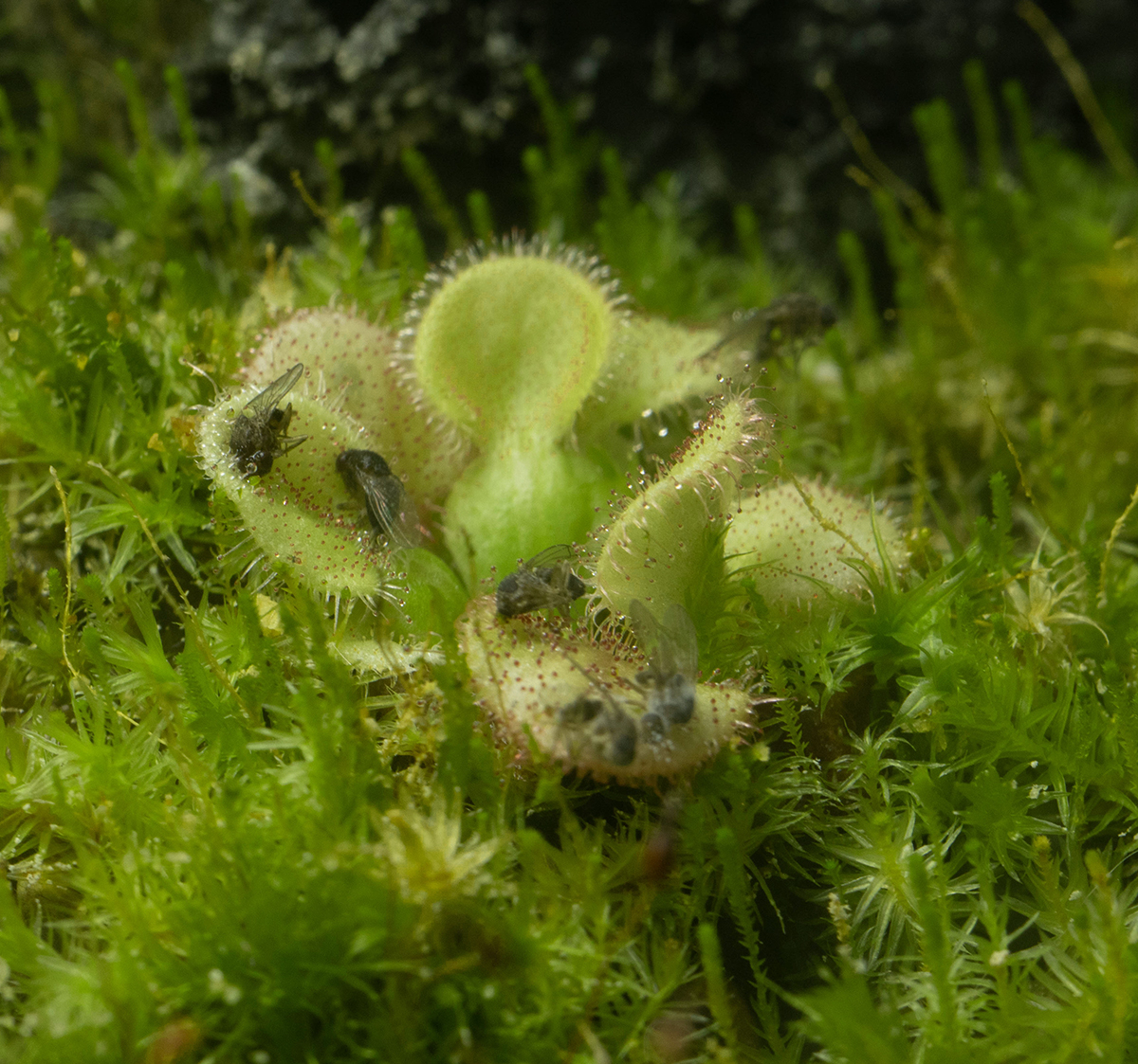 Drosera falconeri