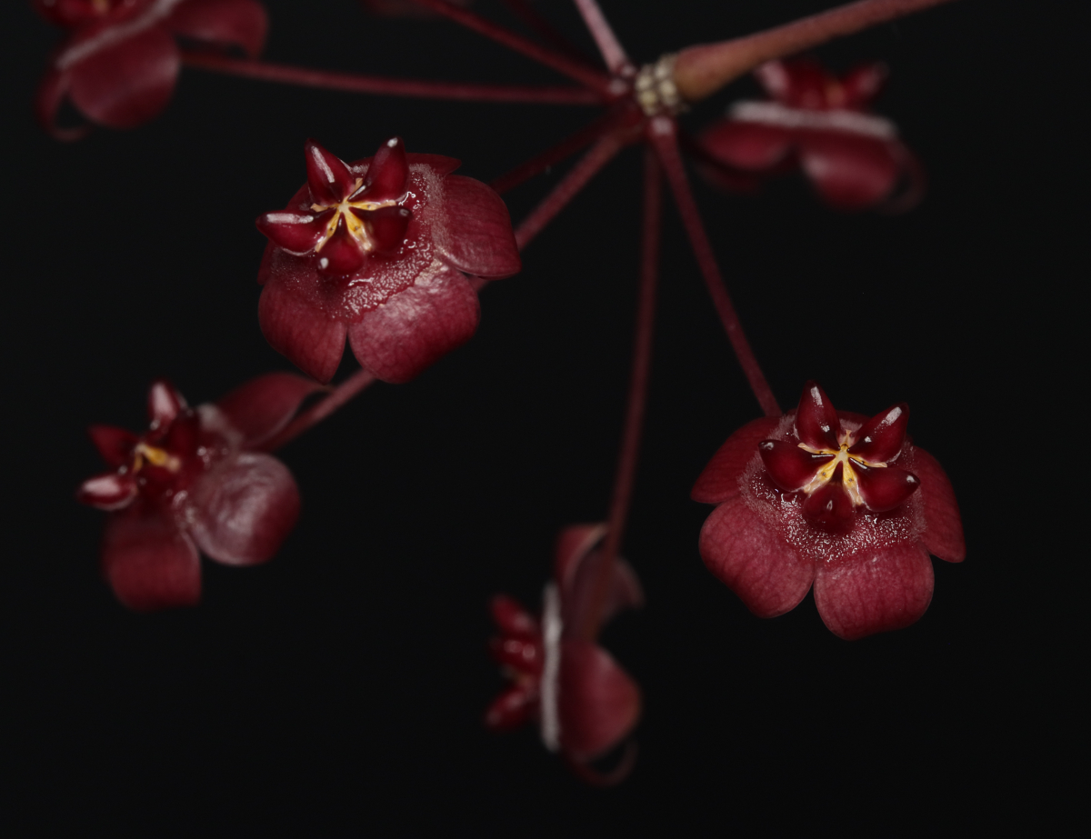 Hoya fauziana ssp. angulata