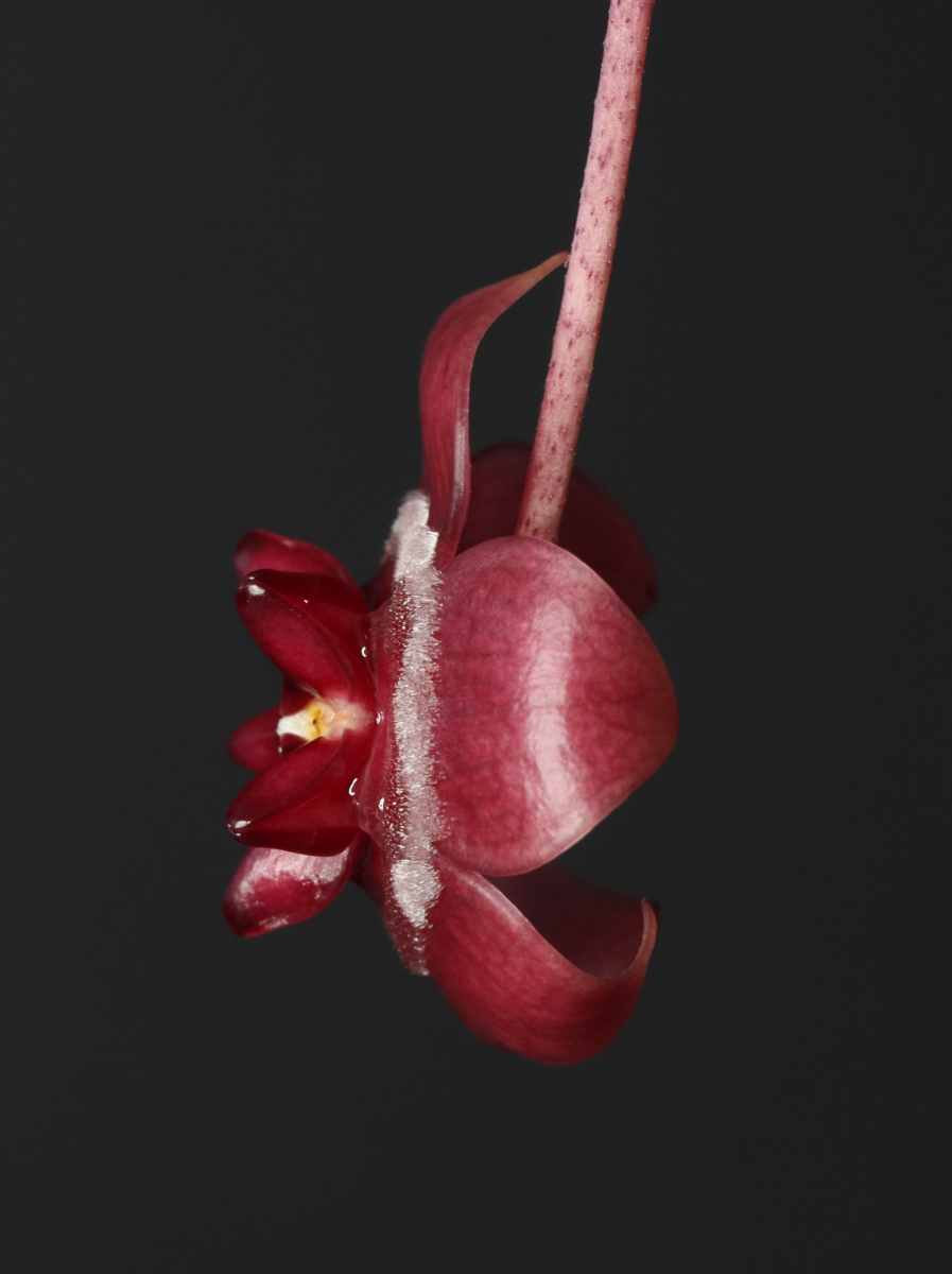 Hoya fauziana ssp. angulata