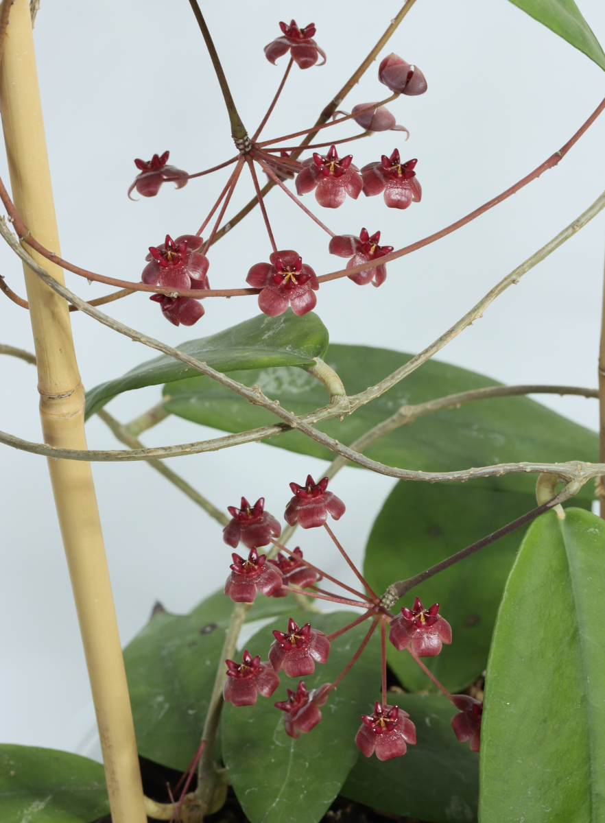 Hoya fauziana ssp. angulata