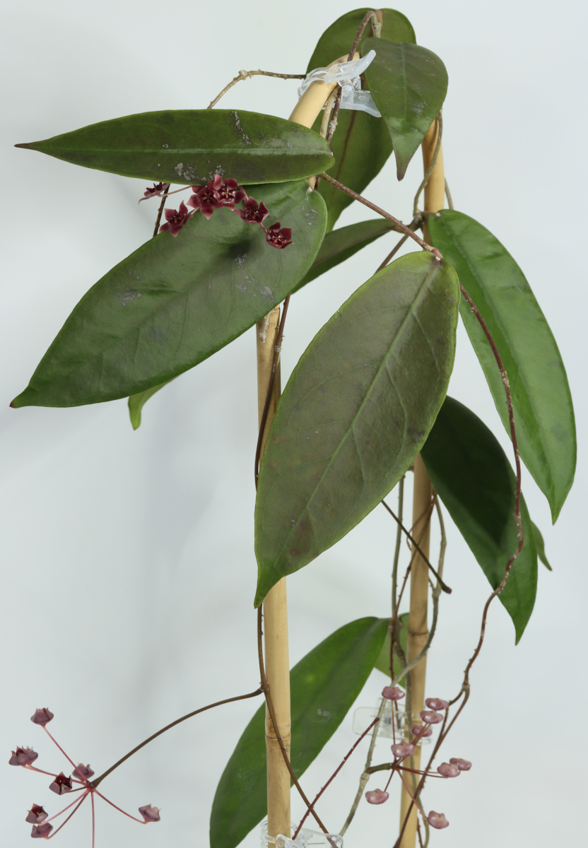 Hoya fauziana ssp. angulata