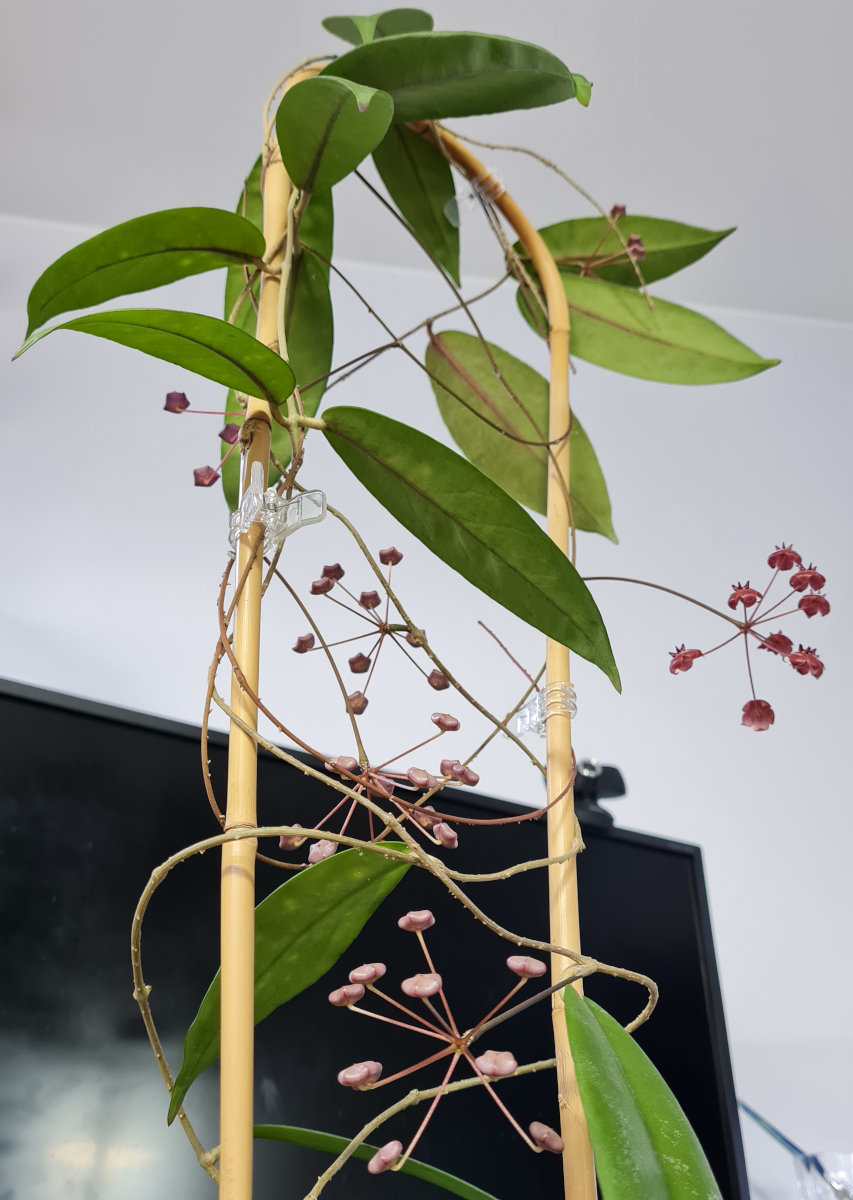 Hoya fauziana ssp. angulata