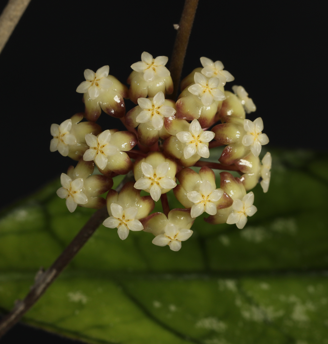 Hoya finlaysonii (EPC 318)